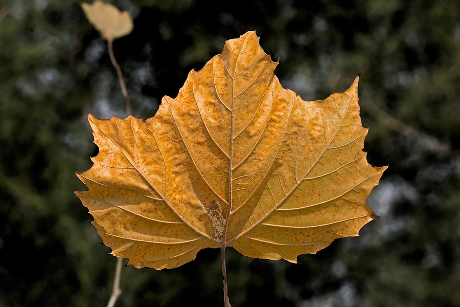 Celebrate Fall at the 2020 Autumn Glory Festival in Deep Creek Lake