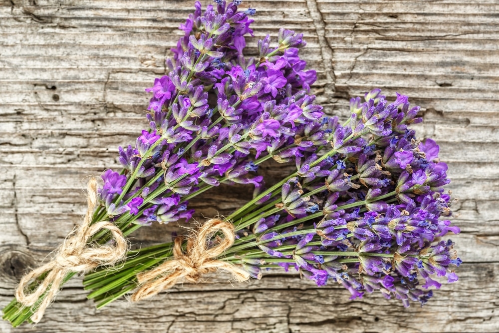 Calhoun Flower Farms Dried Lavender Bunch