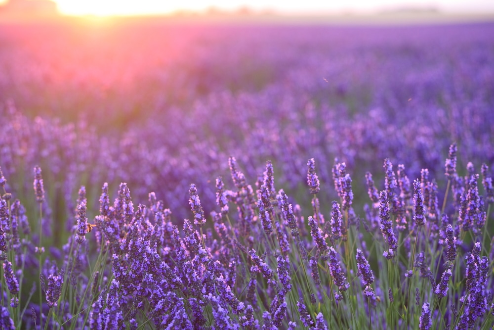 Deep Creek Lavender Farm