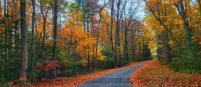 Fall in Maryland/Find the Most Stunning Fall Colors in Maryland