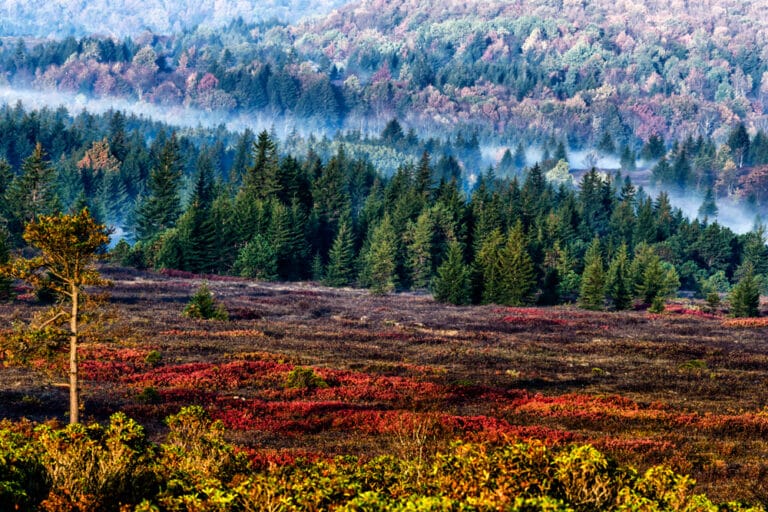 Dolly Sods Wilderness Area