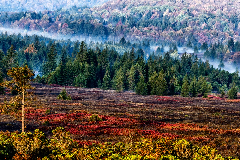 Dolly Sods Wilderness Area 1 BEST Scenic Outlook in WV