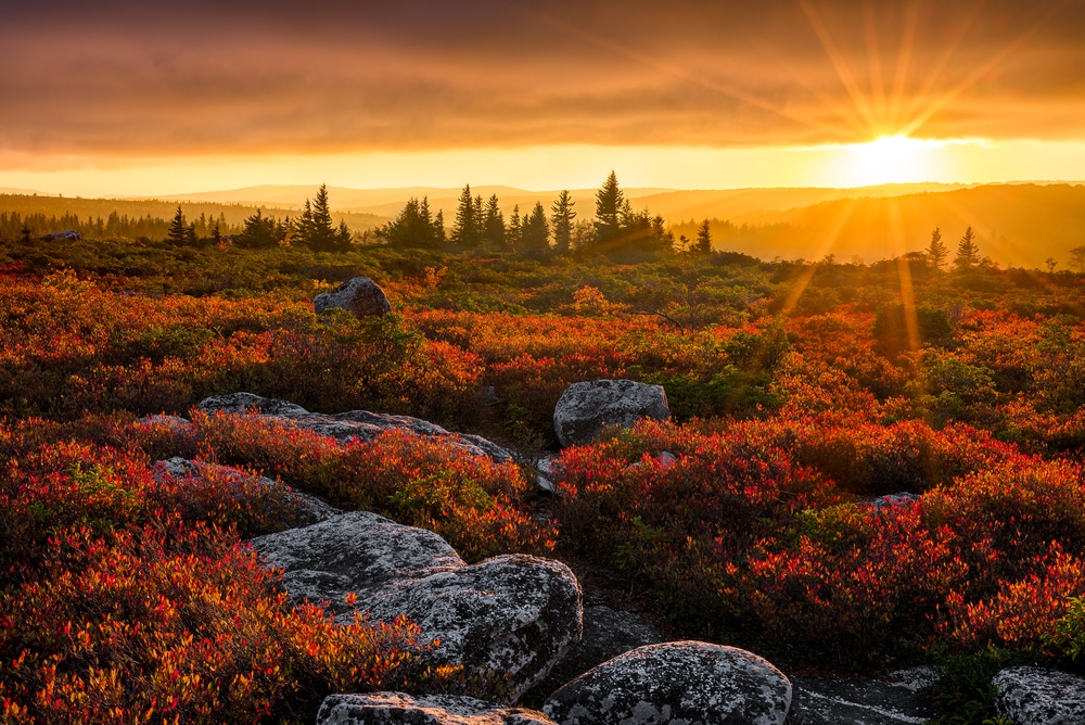 The Best Hiking in the Dolly Sods Wilderness Area