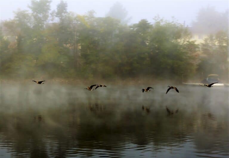 Flying Geese over Deep Creek Lake, one of the most beautiful places to visit in Maryland