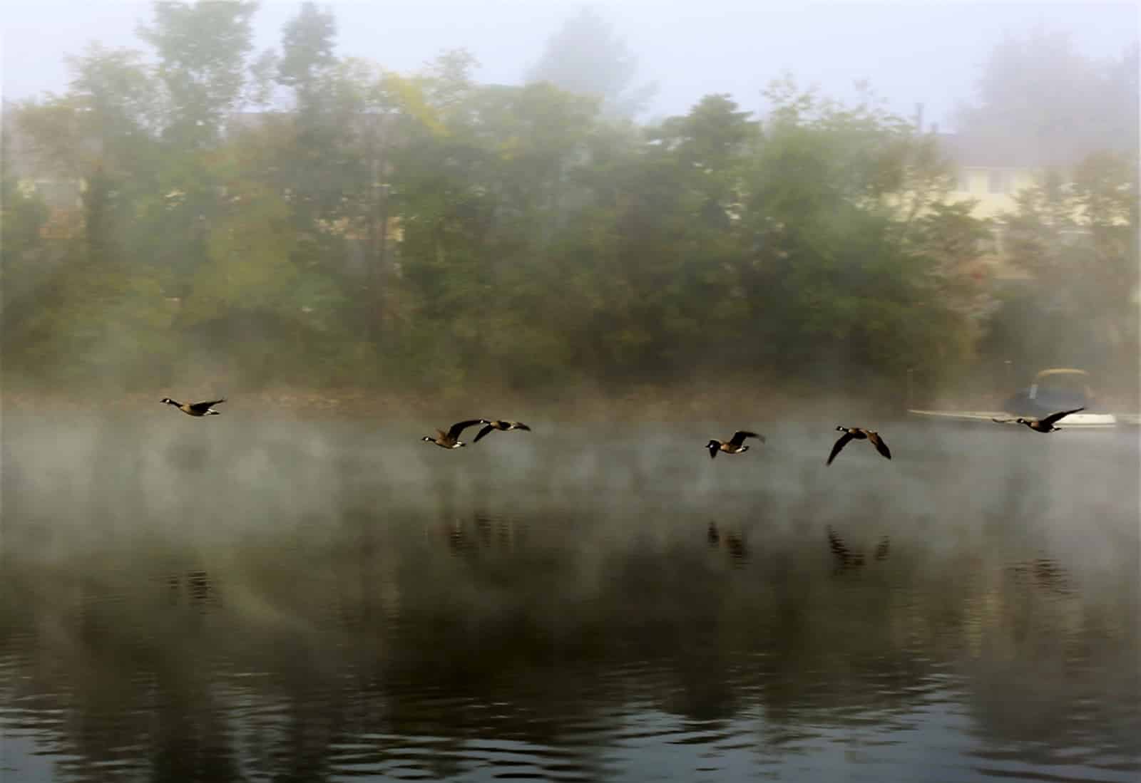 Flying Geese over Deep Creek Lake, one of the most beautiful places to visit in Maryland